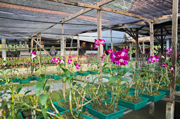 Bang Chang - zajazd przydrożny #azja #podróże #tajlandia #tropik #orchidea #storczyk
