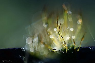 Porosty... #bokeh #makro #mchy #porosty