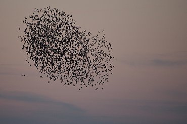 zlot szpaków... wiosenny? w lutym? #szpaki #ptaki #Luty2014