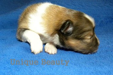 Domi Pearl miot U owczarek szetlandzki #OwczarekSzetlandzki