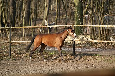 Pałac, Moszna, konie, inne, #inne #konie #Moszna