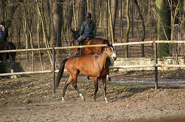 Pałac, Moszna, konie, inne, #inne #konie #Moszna