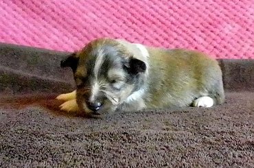 #OwczarekSzetlandzki #OwczarkiSzetlandzkie #sheltie #szetlandy