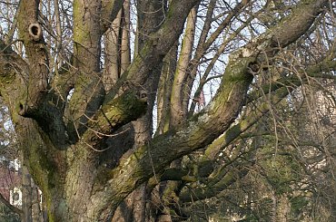 Pałac, Moszna, konie, inne, #inne #konie #Moszna