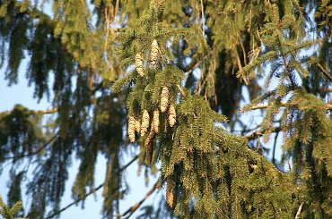 Pałac, Moszna, konie, inne, #inne #konie #Moszna