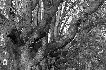 Pałac, Moszna, konie, inne, #inne #konie #Moszna