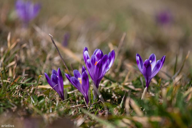 Wiosna 2014... #arietiss #flora #krokus #kwiaty #wiosna