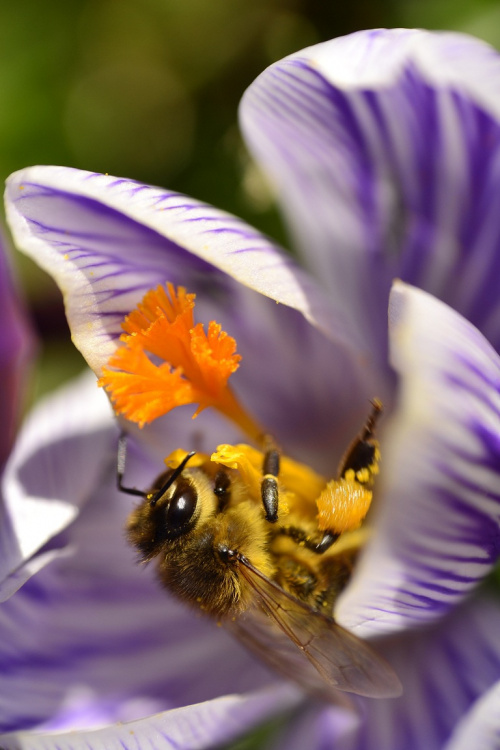 Pierwsze pszczółki
