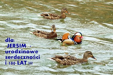 Jerzy, niech Ci w obfitości STO lat życia w szczęściu i zdrowiu płynie ... :)) #kaczki #krzyżówki #mandarynki #ptaki #urodziny #woda #życzenia