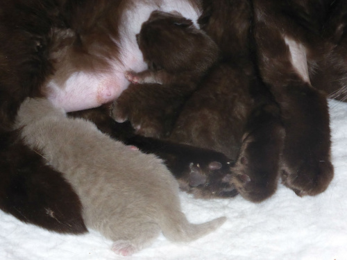 Strefa Mruku*PL kocięta miot "A", db 13.03.2014 #BritishShorthairChocolateLilac