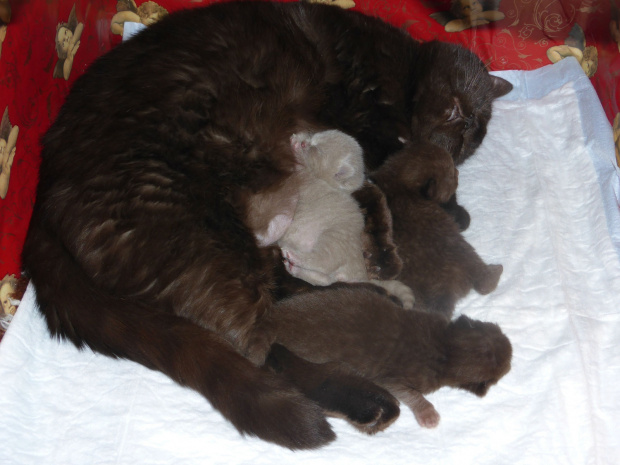 Strefa Mruku*PL kocięta miot "A", db 13.03.2014 #BritishShorthairChocolateLilac