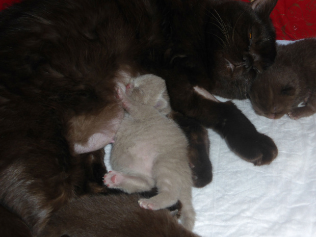 Strefa Mruku*PL kocięta miot "A", db 13.03.2014 #BritishShorthairChocolateLilac