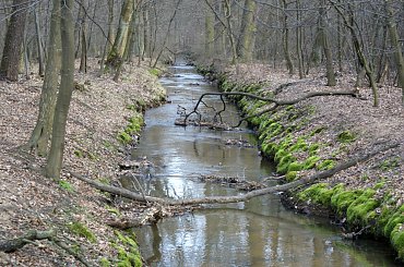 Krokusy wiosną 2014 #krokusy #wiosna