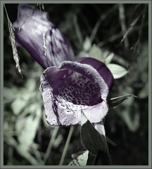 Naparstnica purpurowa - piękna i trująca. Więcej informacji (ciekawe!): http://rme.cbr.net.pl/index.php?option=com_content&view=article&id=341:pikna-i-grona-naparstnica-purpurowa&catid=142:zioowy-zaktek&Itemid=122 #flora #kwiaty