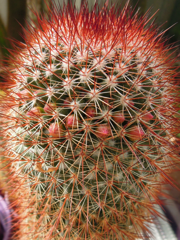 Mammilaria spinosissima "rubra" #kaktusy