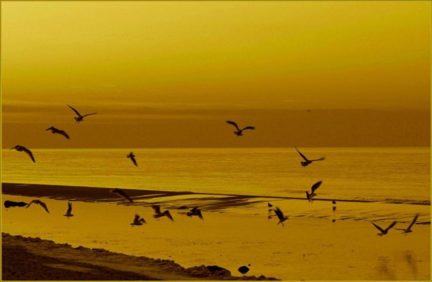 Ptaki #morze #mewy #plaża #ptaki