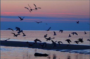 Ptaki #morze #mewy #plaża #ptaki