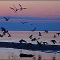 Ptaki #morze #mewy #plaża #ptaki