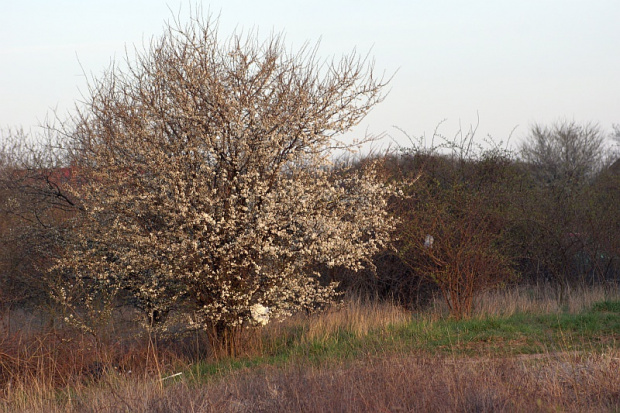 świętokrzyskie