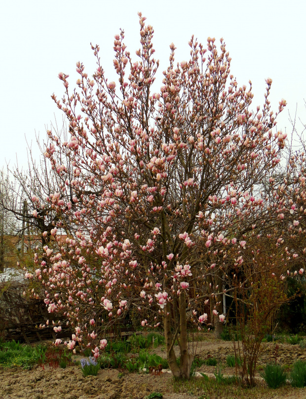 Wiosna na działce - rozkwitająca magnolia