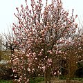 Wiosna na działce - rozkwitająca magnolia