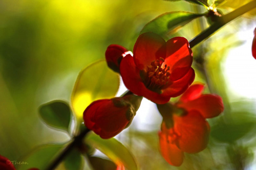 Pigwa #czerwone #kwiaty #wiosna #pigwa