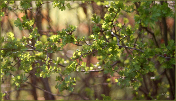 zielona..." GO "...(test Porst Color Reflex MC Auto 1:1,4 55 mm)