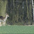 Pierwszy raz udało mi się dorwać daniela w naturze ... :)