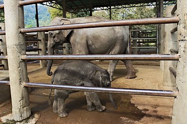 Noworodek #azja #słoń #tajlandia