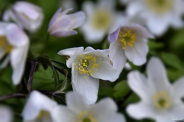 drobiazgi ... #ogród #rośliny #wiosna