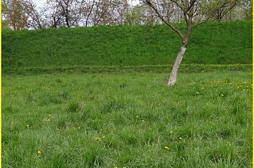 Your Kamrat Don Juan *Zibi* #łąka #pies #spacer #sznaucer