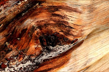 Piaskiem po ...... #Kołobrzeg #korzeń #plaża