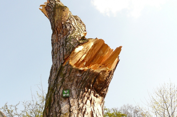 wichura połamała sosnę - Pomnik przyrody #DRZEWA