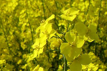 #pola #rzepak #wiosna