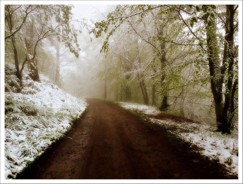3 maja 2014 r. Góry Sowie w śniegu i gęstej mgle. Srebrna Droga (szlak fioletowy) z Przełęczy Walimskiej na Przełęcz Sokolą #DolnyŚląsk #góry #GórySowie #PrzełęczSokola #PrzełęczWalimska #SrebrnaDroga #Sudety #SzlakFioletowy #śnieg