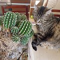 Przesadzanie Echinopsisa #kaktusy