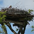 Gniazdo bociana - Wojcieszyn