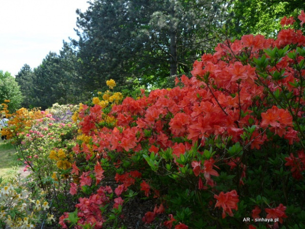 Rododendrony