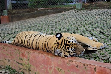 Z wizyta u tygrysów #azja #tajlandia #TigerKingdom #tygrys