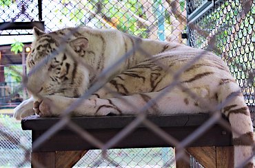 Z wizyta u tygrysów #azja #tajlandia #TigerKingdom #tygrys