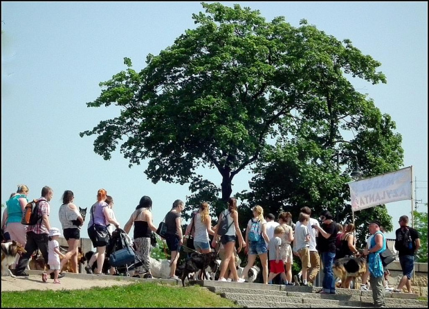 Kraków 25.05.2014...Marsz Azylanta...Marsz zmierza pod pomnik Psa Dżoka...