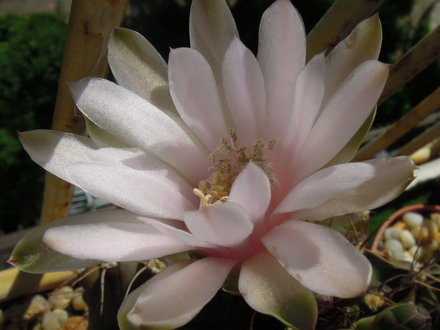 Gymnocalycium damsii