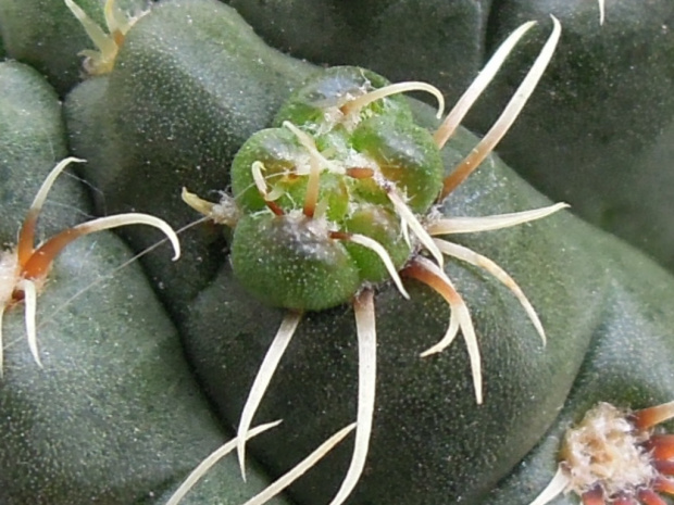 Gymnocalycium baldianum 7 proliferum #kaktusy
