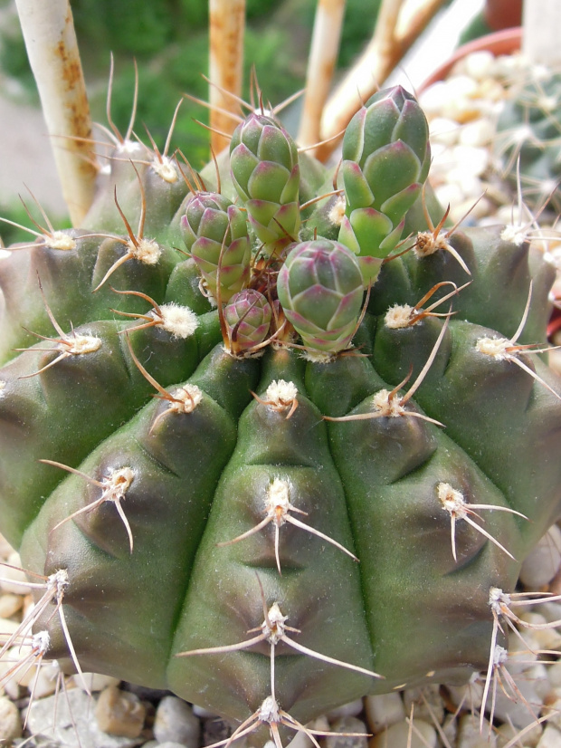Gymnocalycium damsii #kaktusy