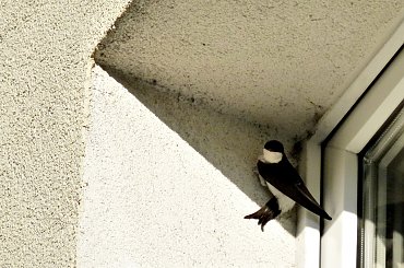 chyba szukały sobie miejsca na gniazdo (w bloku u sąsiada na 2 piętrze); na nastepny dzień już wisiał kawałek folii i ptice zrezygnowały ... #dymówki #jaskółki #ptaki #wiosna