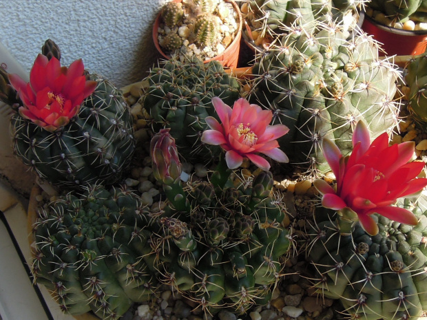 Gymnocalycium baldianum #kaktusy