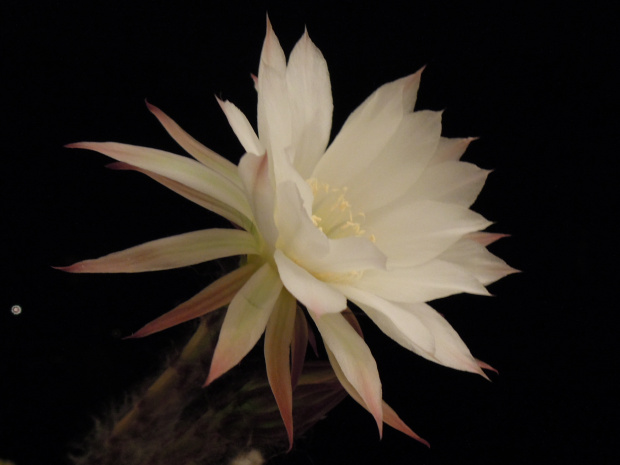 Echinopsis subdenudata #kaktusy