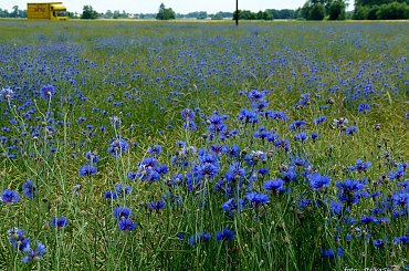 ... chabrowo ... **** ulub. inka47 **** #chabry #kwiaty #pola #przyroda