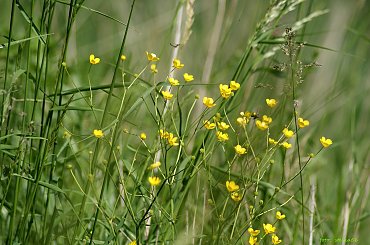 ... drobnica ... :) **** ulub. inka47 **** #kwiaty #łąka #ogród #przyroda #wiosna