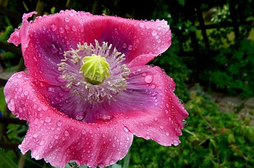 troszkę popadało :) **** ulub. gonzki **** #deszcz #krople #kwiaty #logród #przyroda